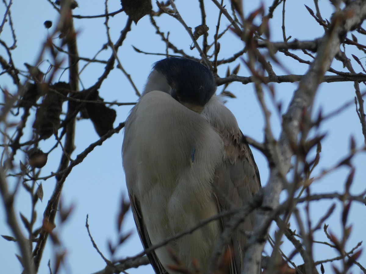 Black-crowned Night Heron - ML647155933