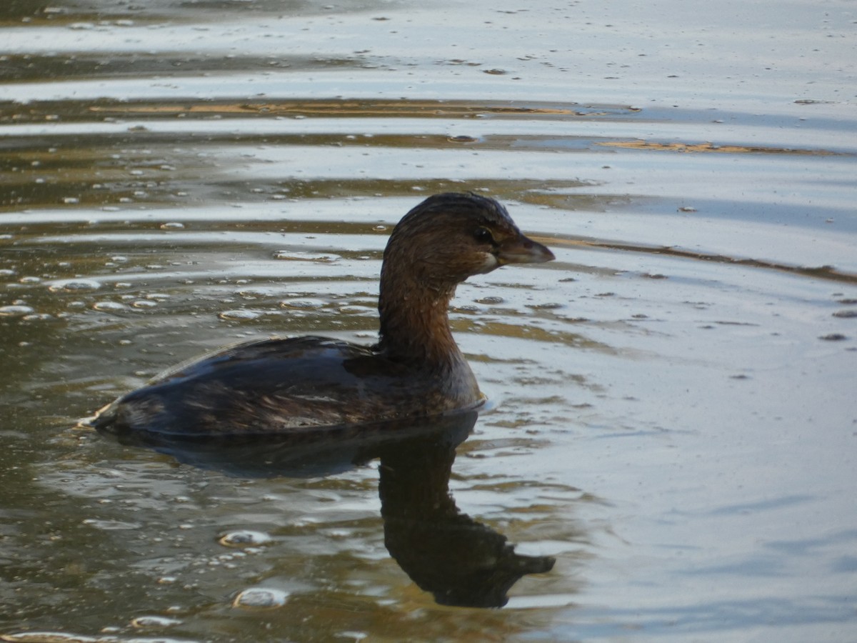 Pied-billed Grebe - ML647155935