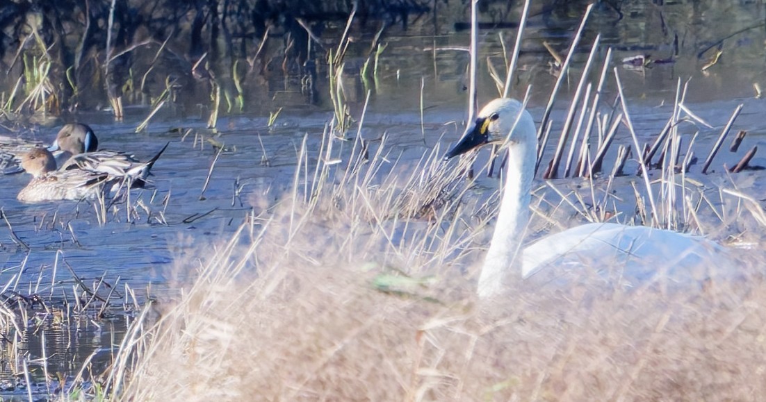 Tundra Swan - ML647155938