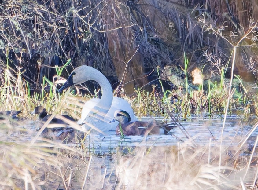 Tundra Swan - ML647155939