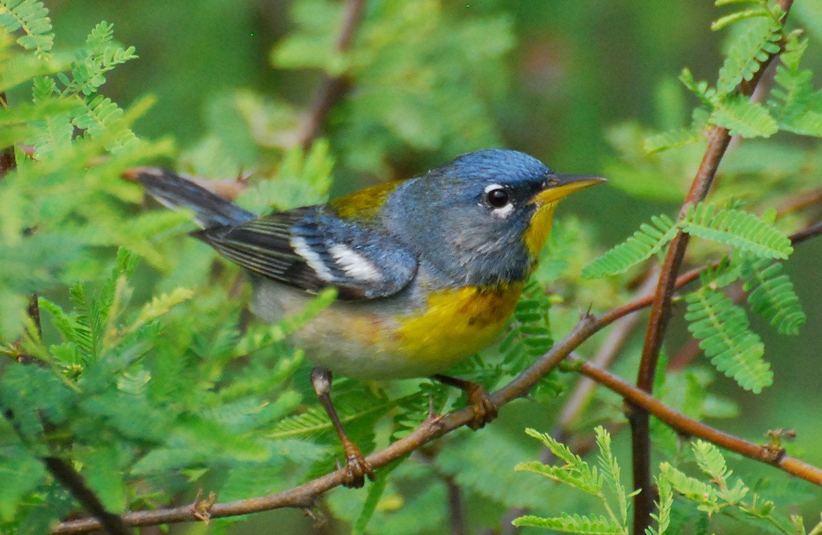 Northern Parula - ML647155940