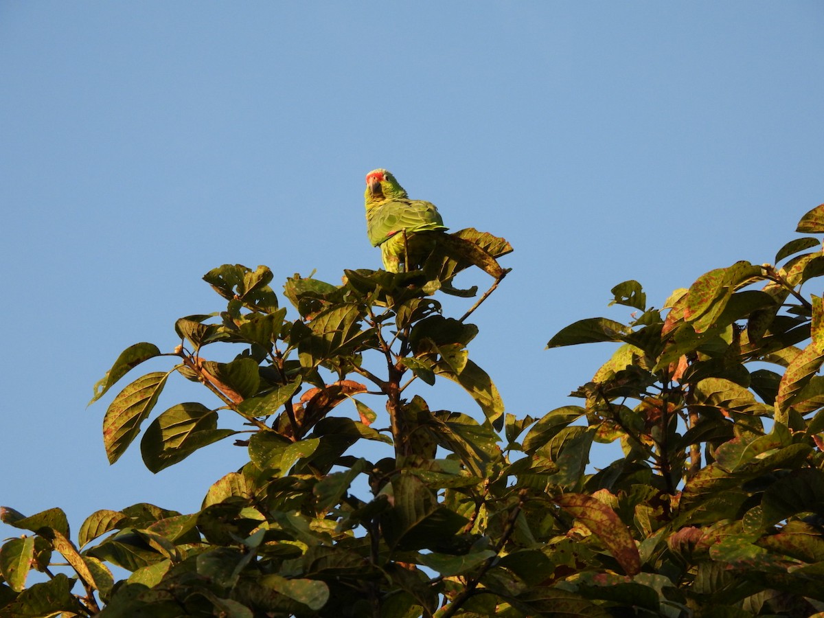 Veraguasittich - ML647155941