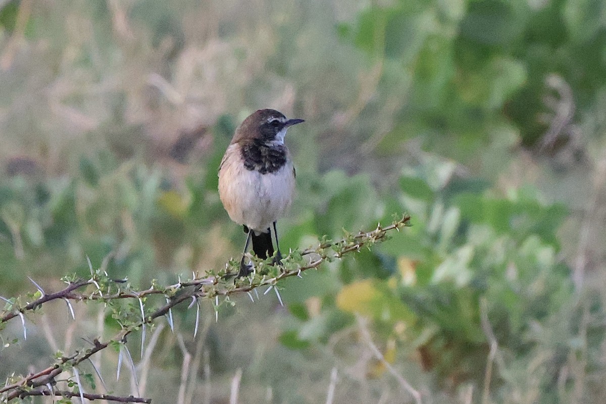 Capped Wheatear - ML647155943