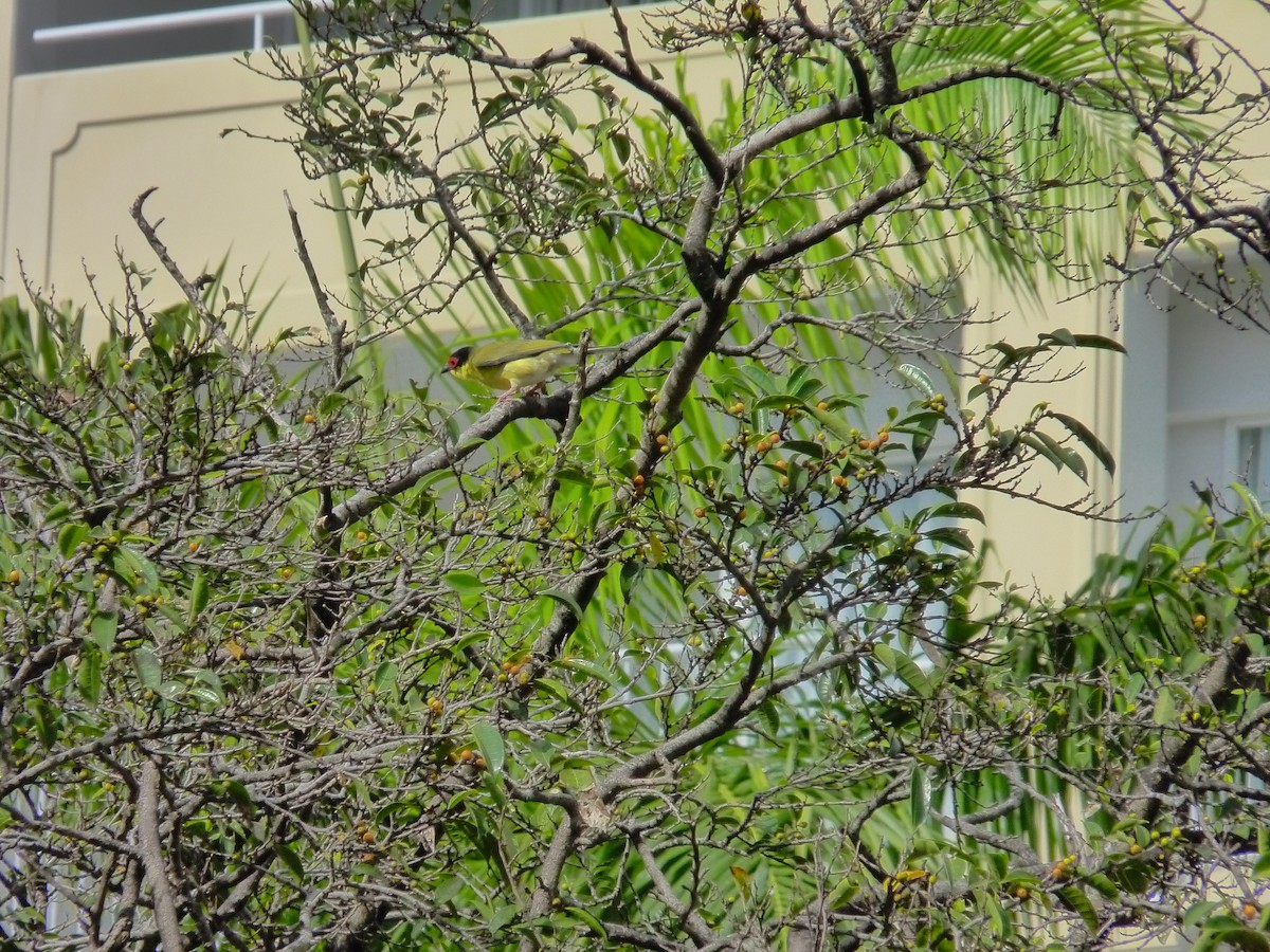 Телюга австралійська - ML647155945