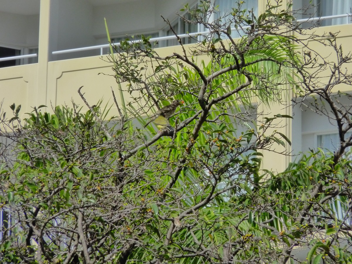 Телюга австралійська - ML647155946