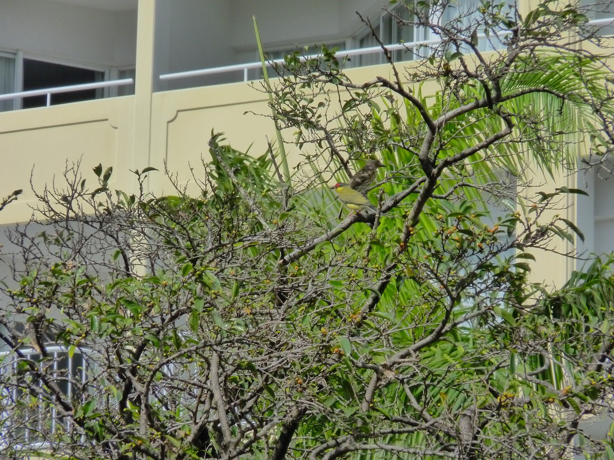 Телюга австралійська - ML647155947