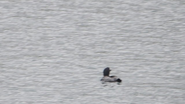 צוללן צפוני - ML647155949