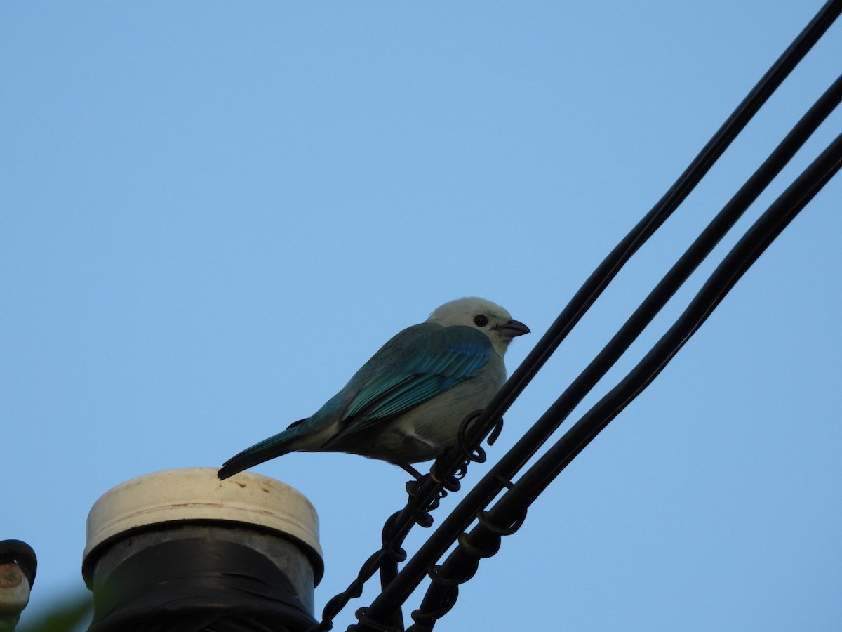 Blue-gray Tanager - ML647155954