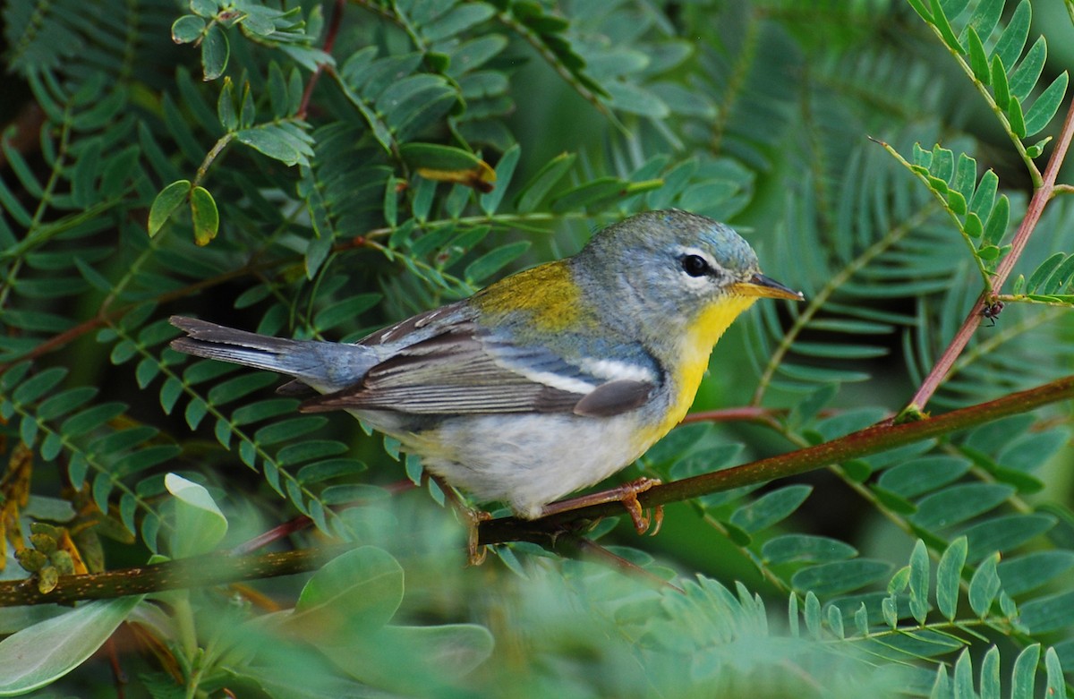 Northern Parula - ML647155957