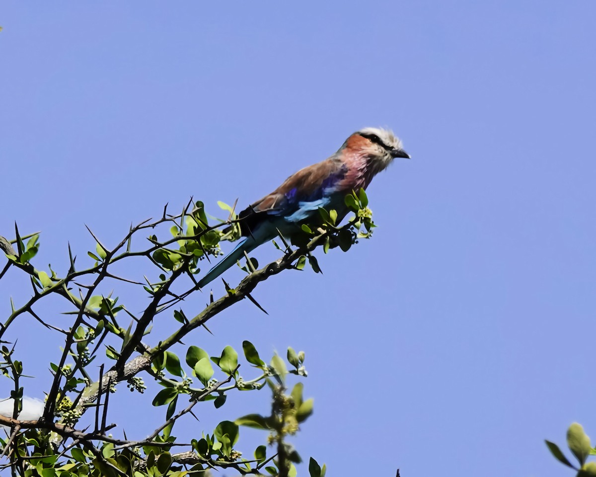 Lilac-breasted Roller - ML647155959