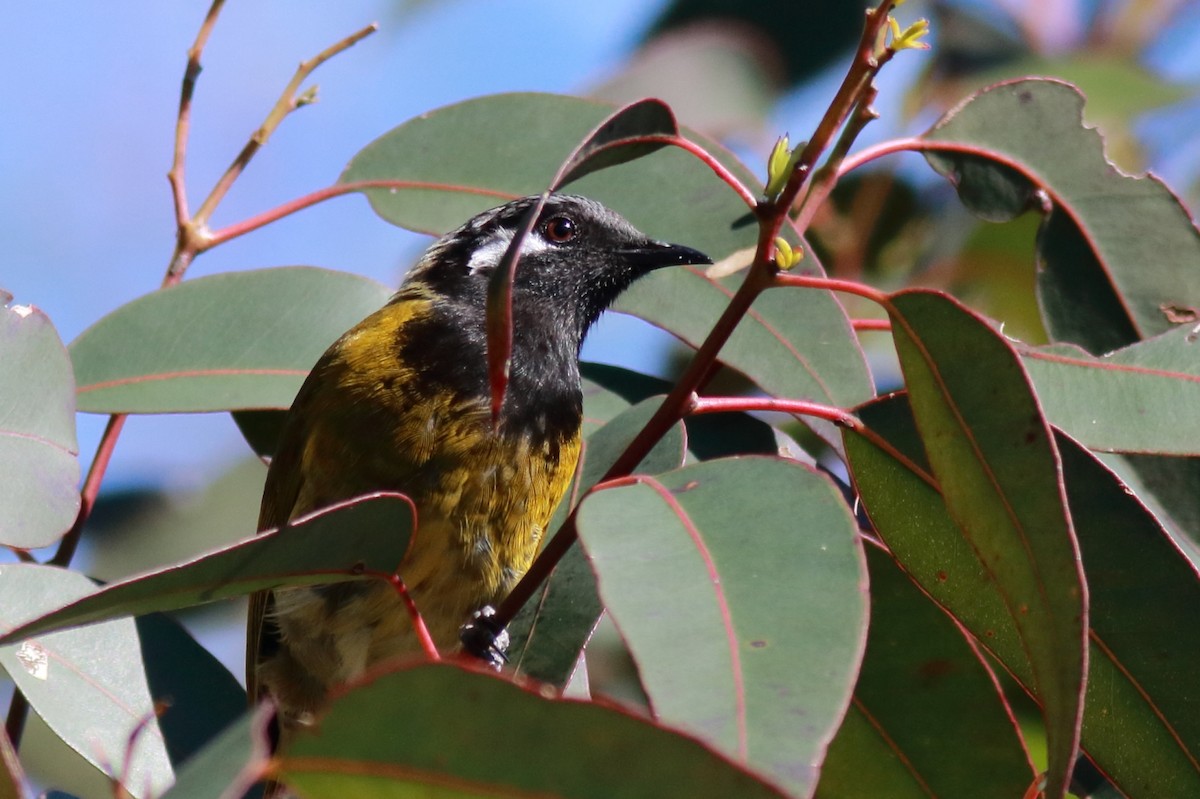 Méliphage leucotique - ML647155966