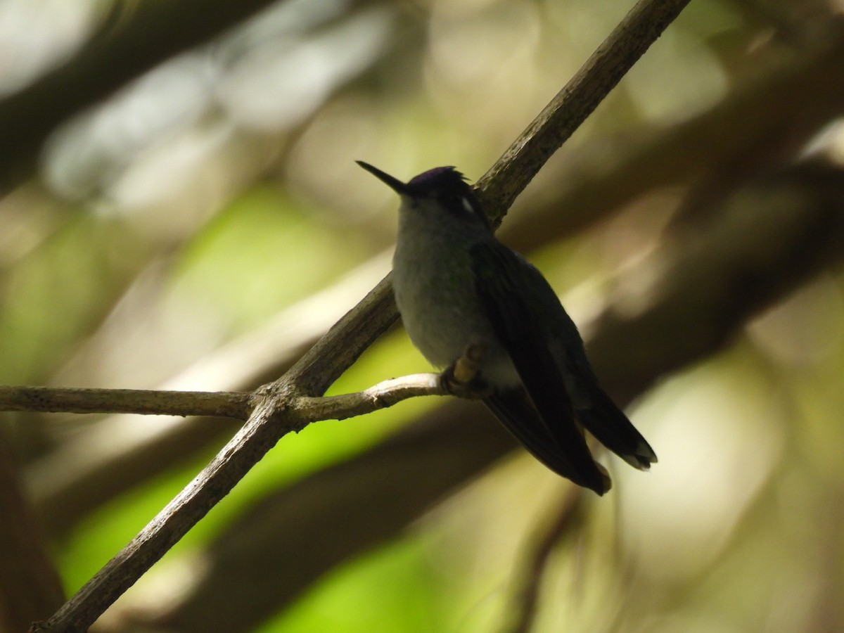 Violet-headed Hummingbird - ML647155979