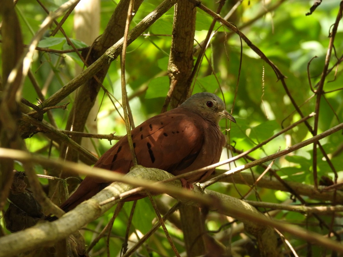 Ruddy Ground Dove - ML647155982