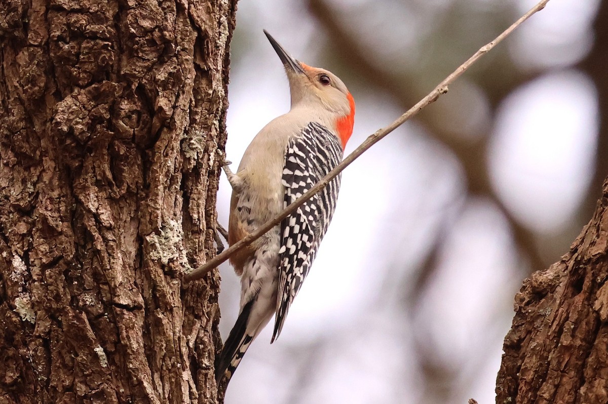 シマセゲラ - ML647155984