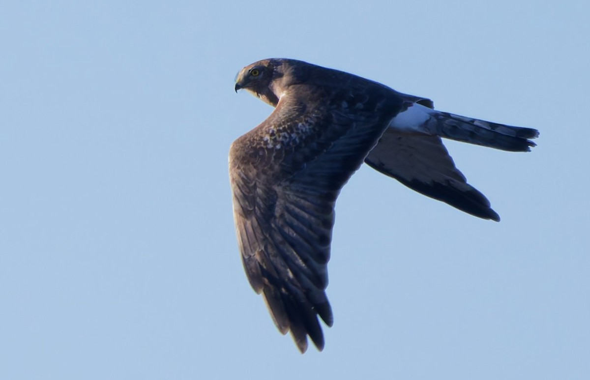 Northern Harrier - ML647155986