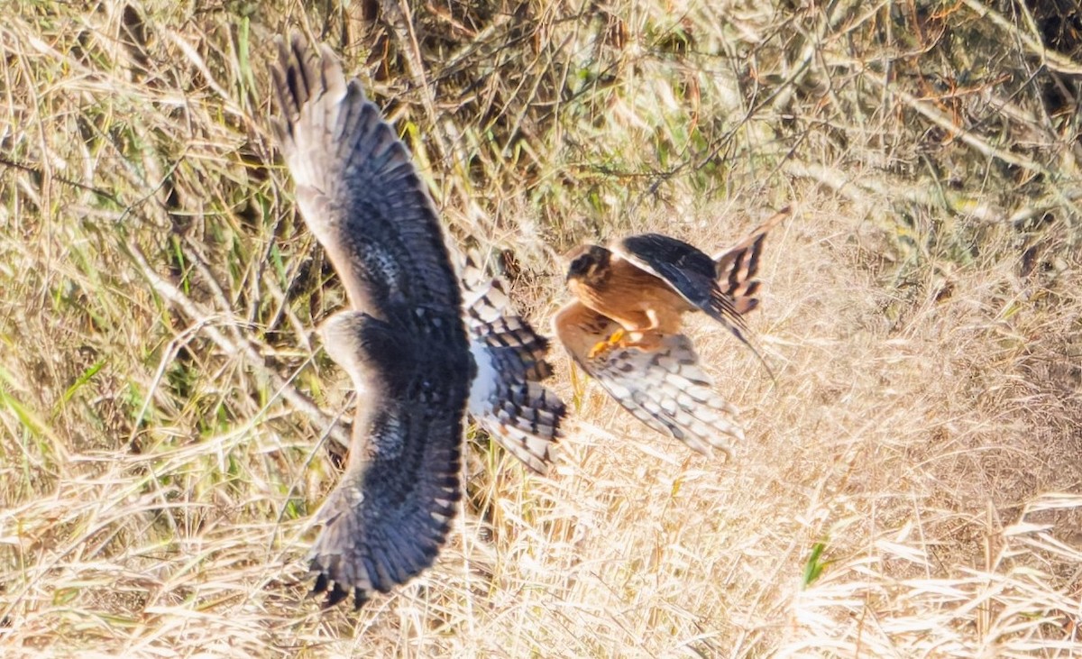 Northern Harrier - ML647155987