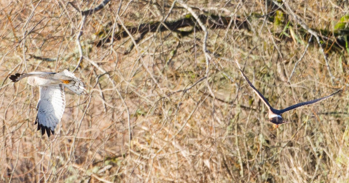 Northern Harrier - ML647155988