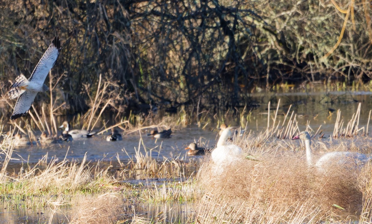 Northern Harrier - ML647155989