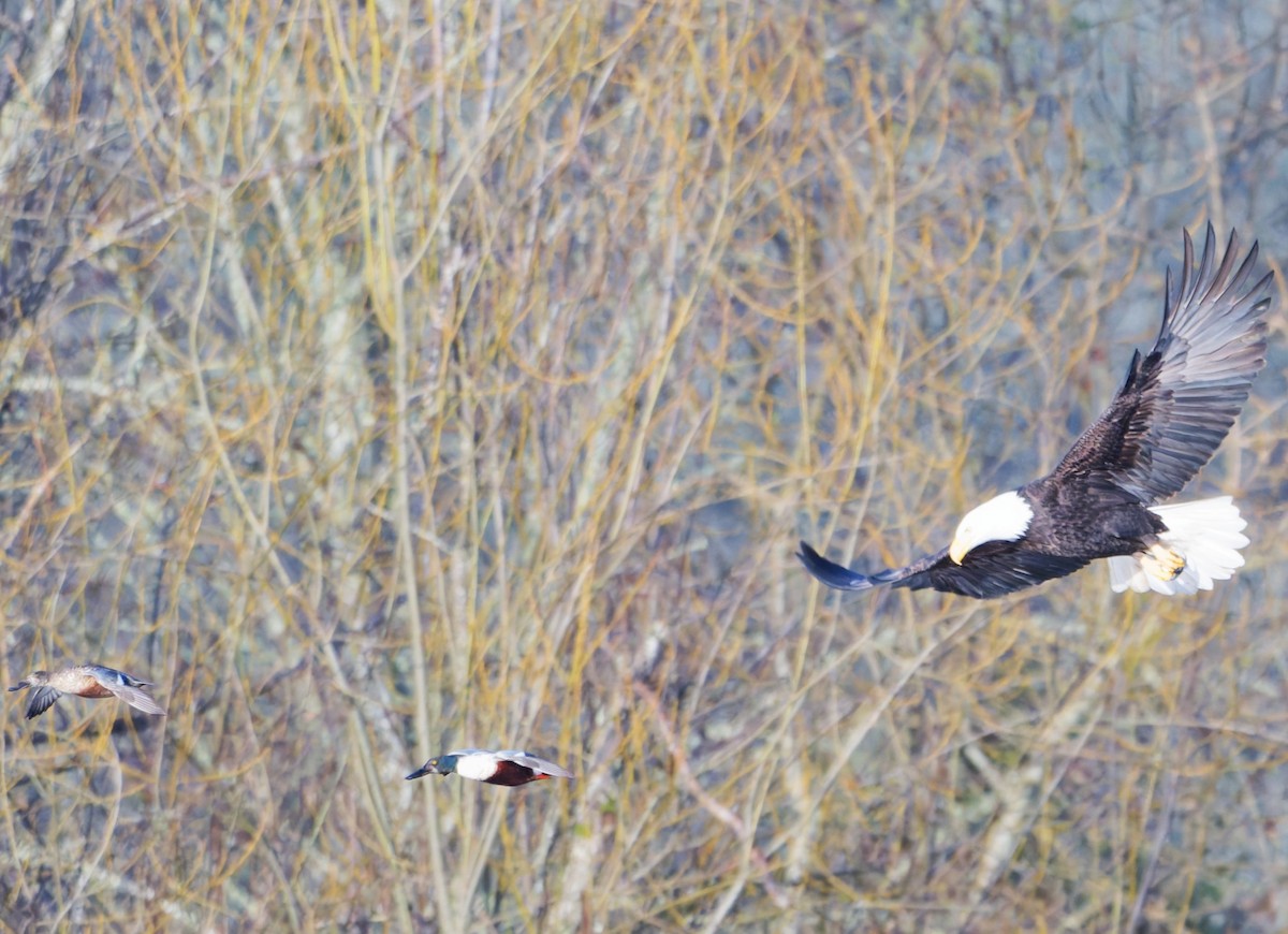 Bald Eagle - ML647156000
