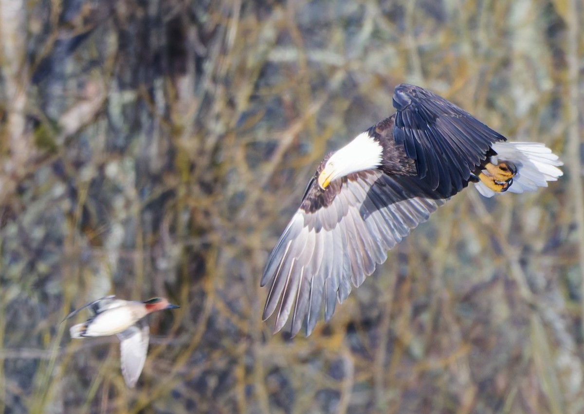 Bald Eagle - ML647156001