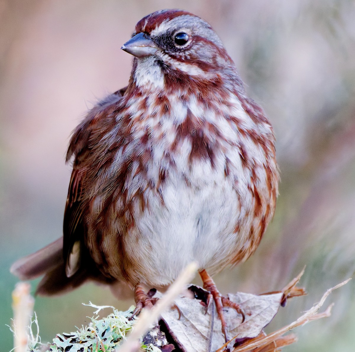 Song Sparrow (rufina Group) - ML647156005