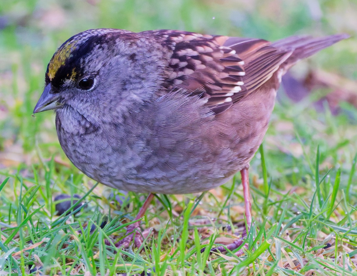 Golden-crowned Sparrow - ML647156008