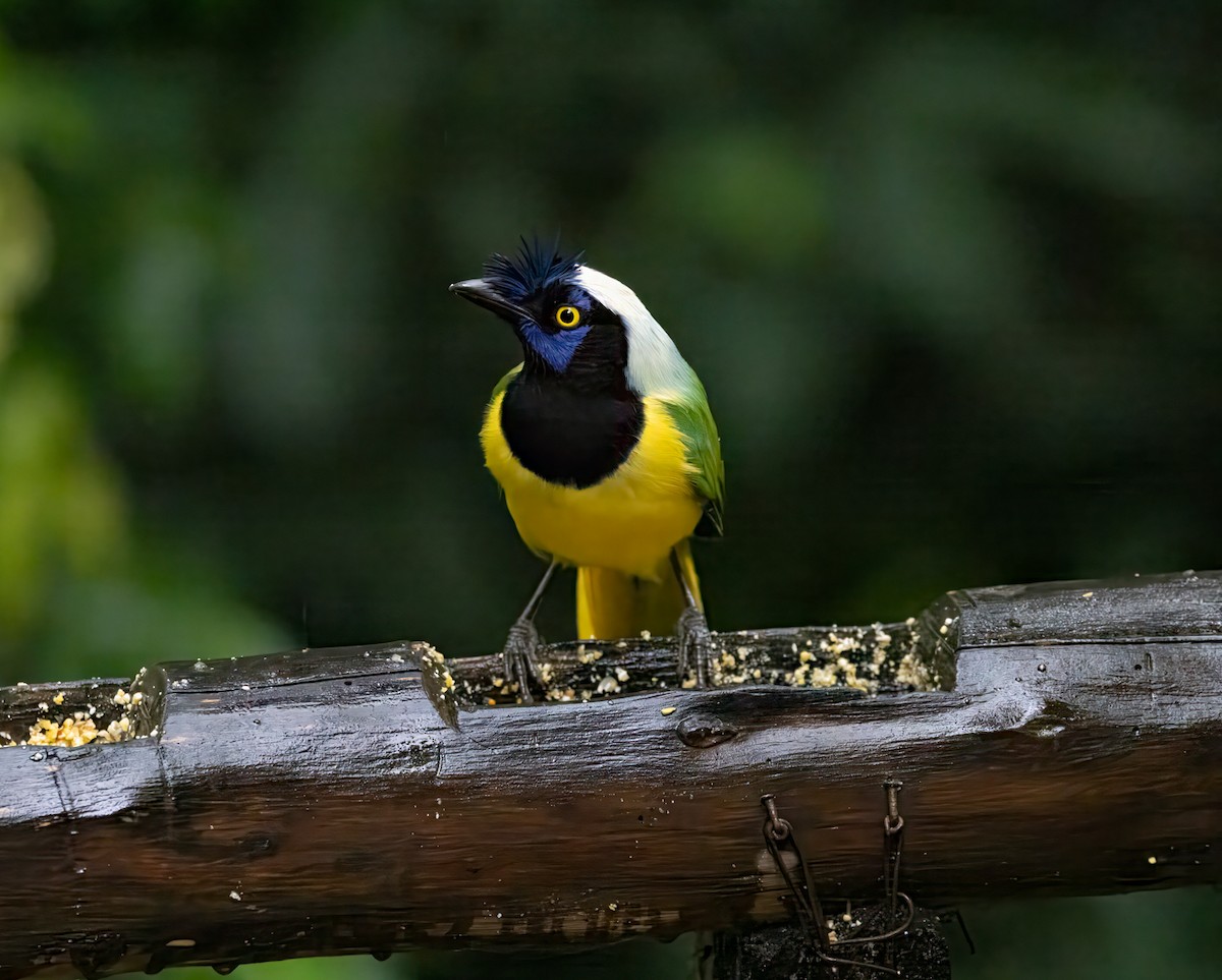 sojka zelenavá - ML647156011