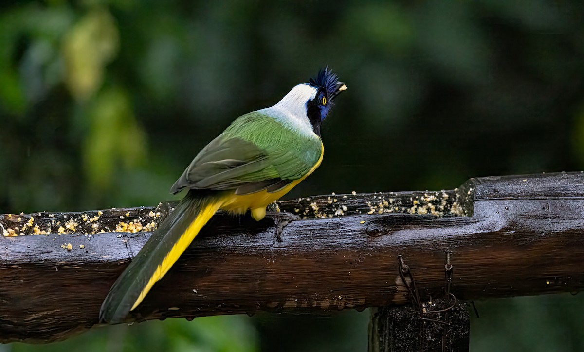 sojka zelenavá - ML647156012