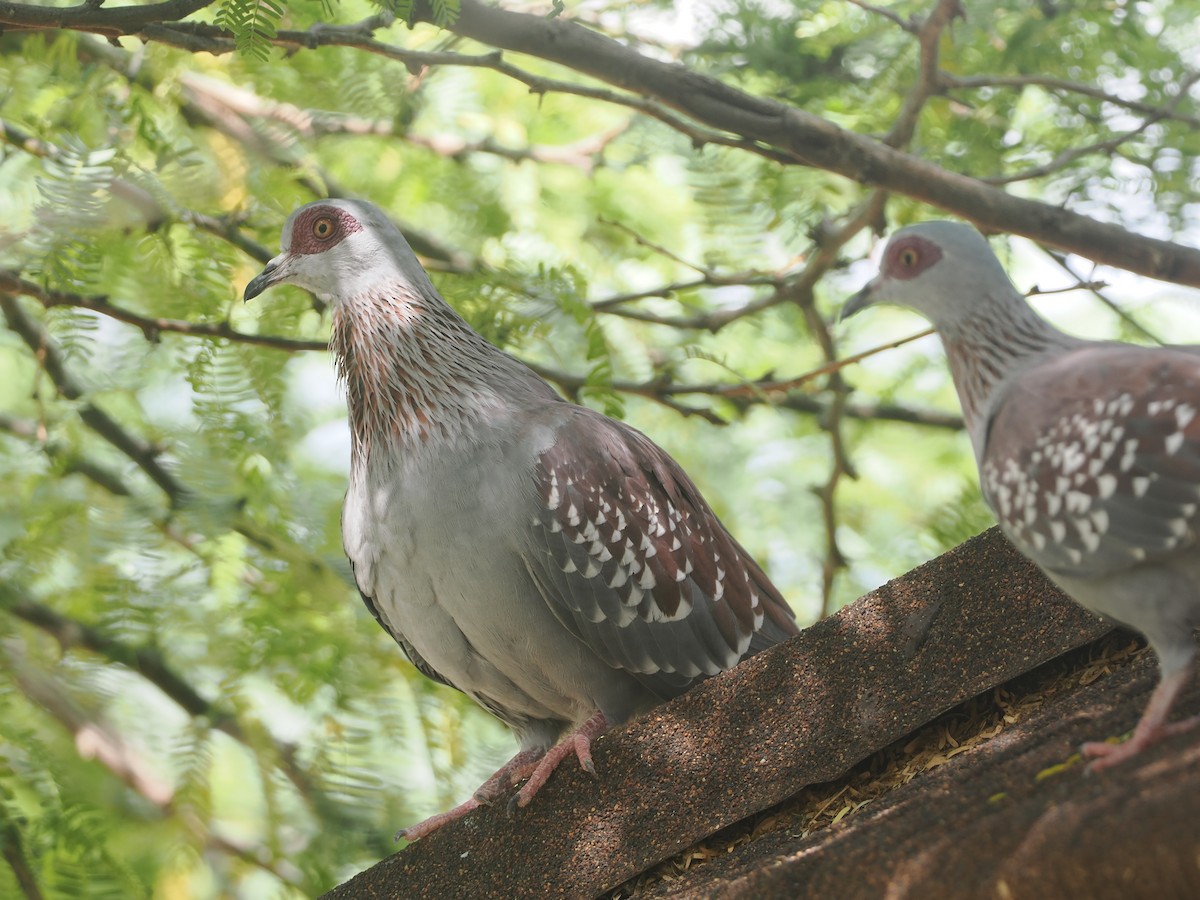 Speckled Pigeon - ML647156013