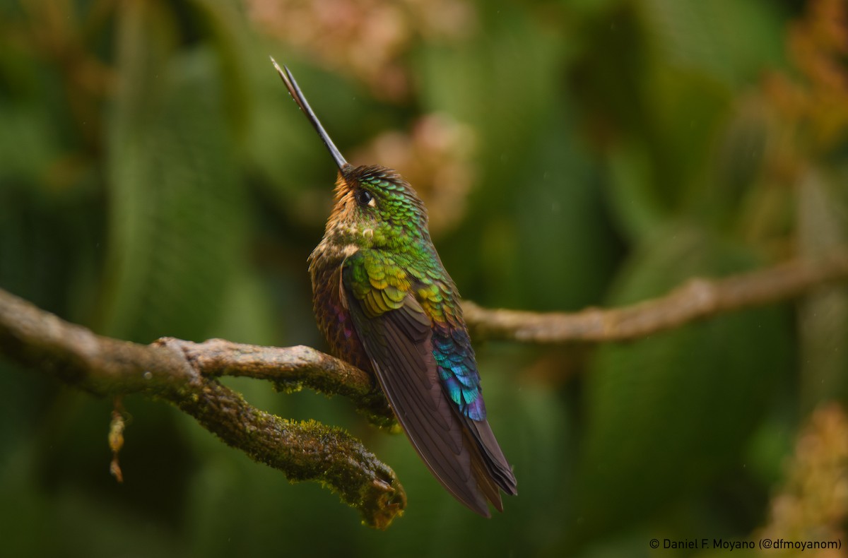 Rosenbauchkolibri - ML647156020