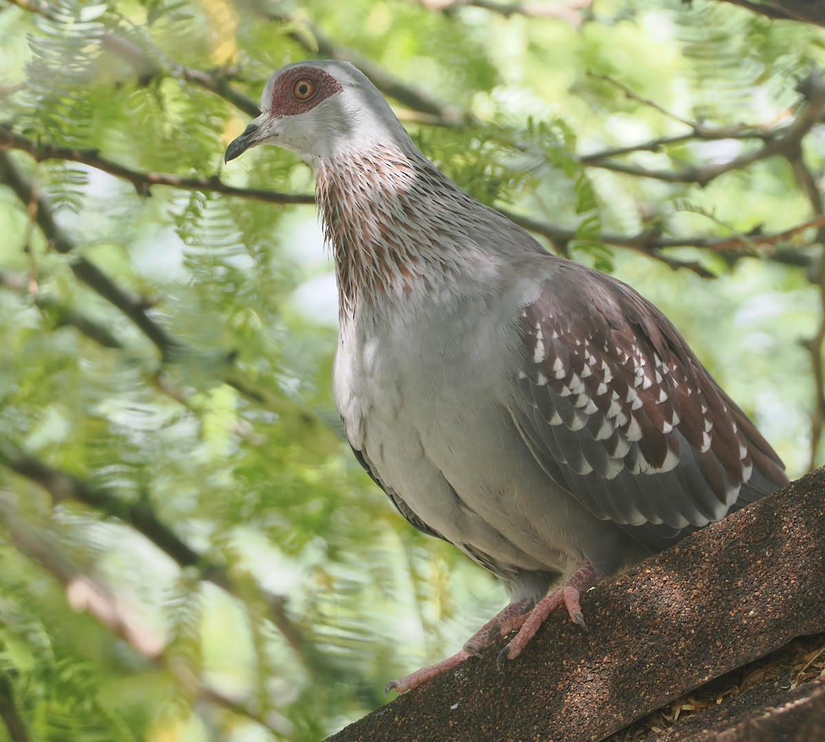 Speckled Pigeon - ML647156021