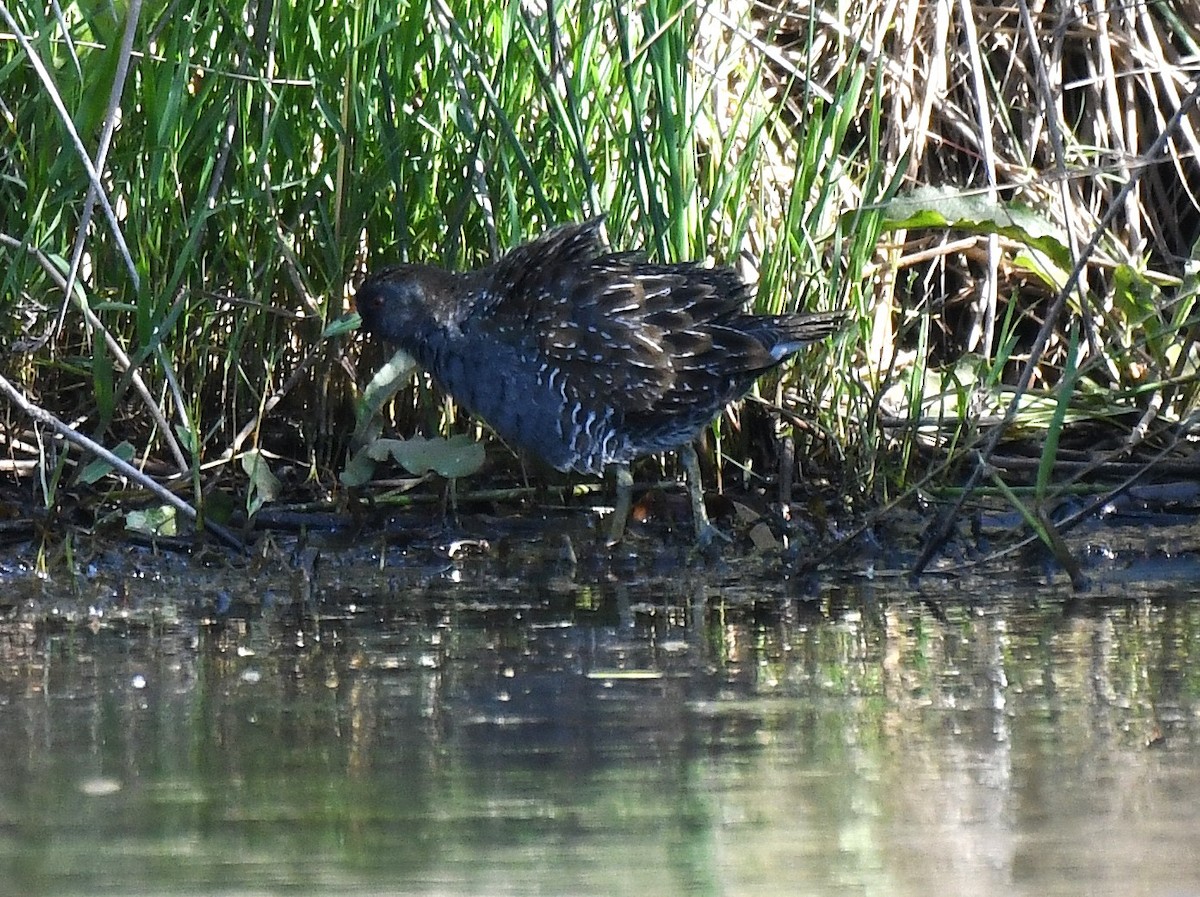 Polluela Australiana - ML647156023