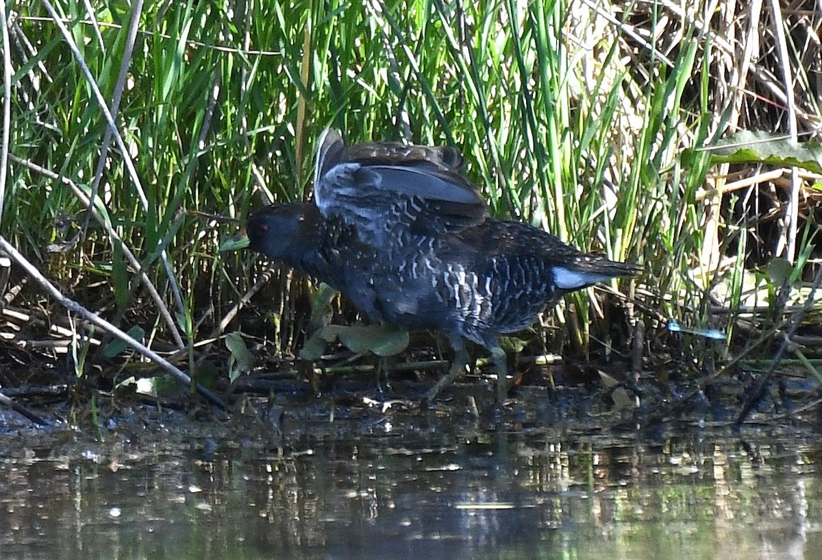 Polluela Australiana - ML647156024