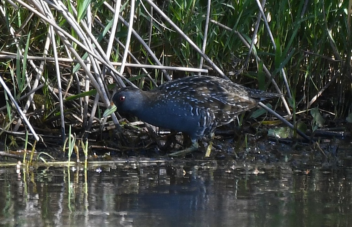 Polluela Australiana - ML647156025