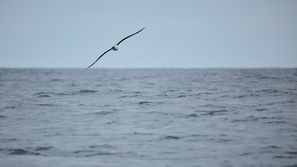 Black-browed Albatross - ML647156026