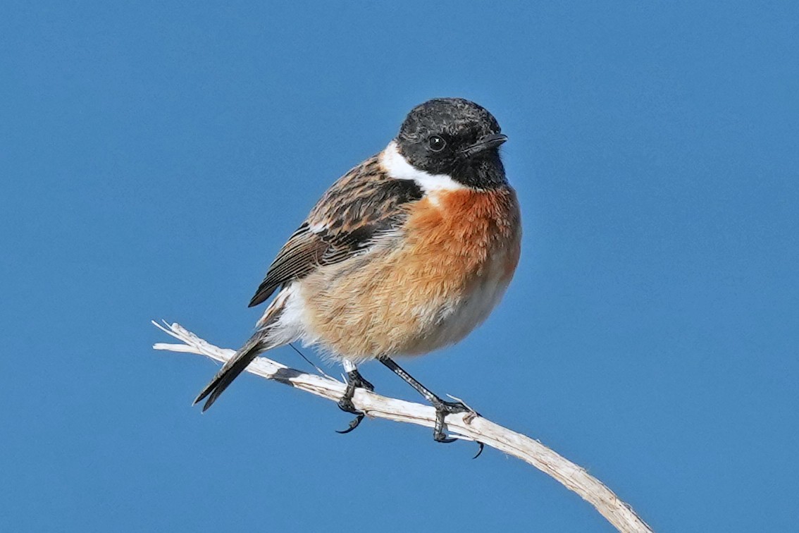 European Stonechat - ML647156032