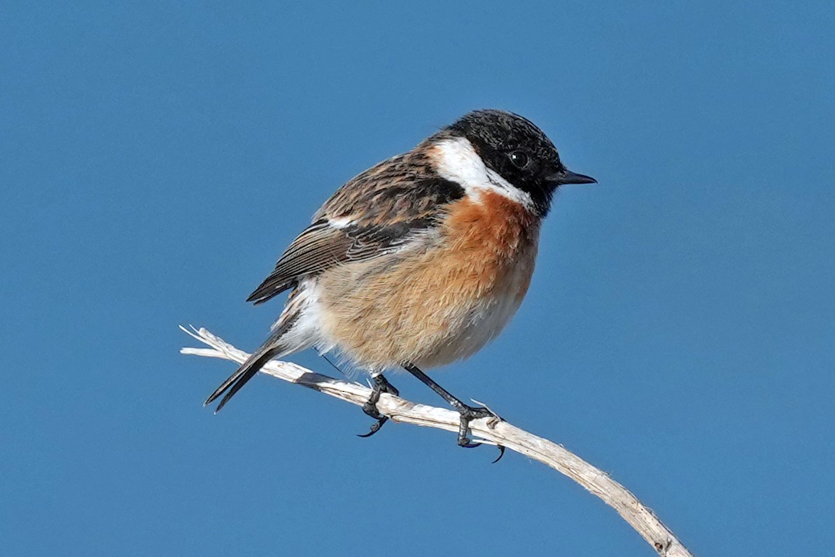 European Stonechat - ML647156033