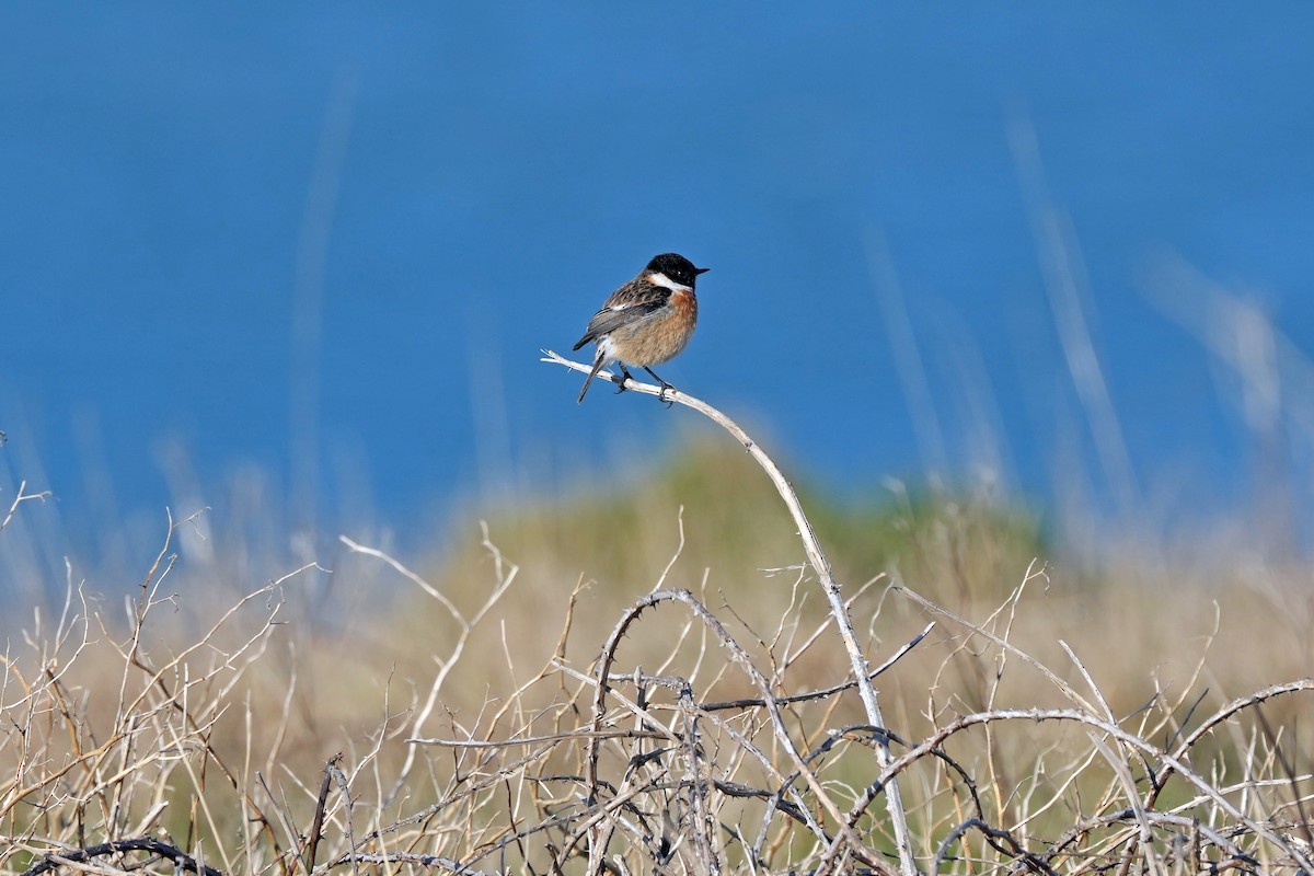 European Stonechat - ML647156034