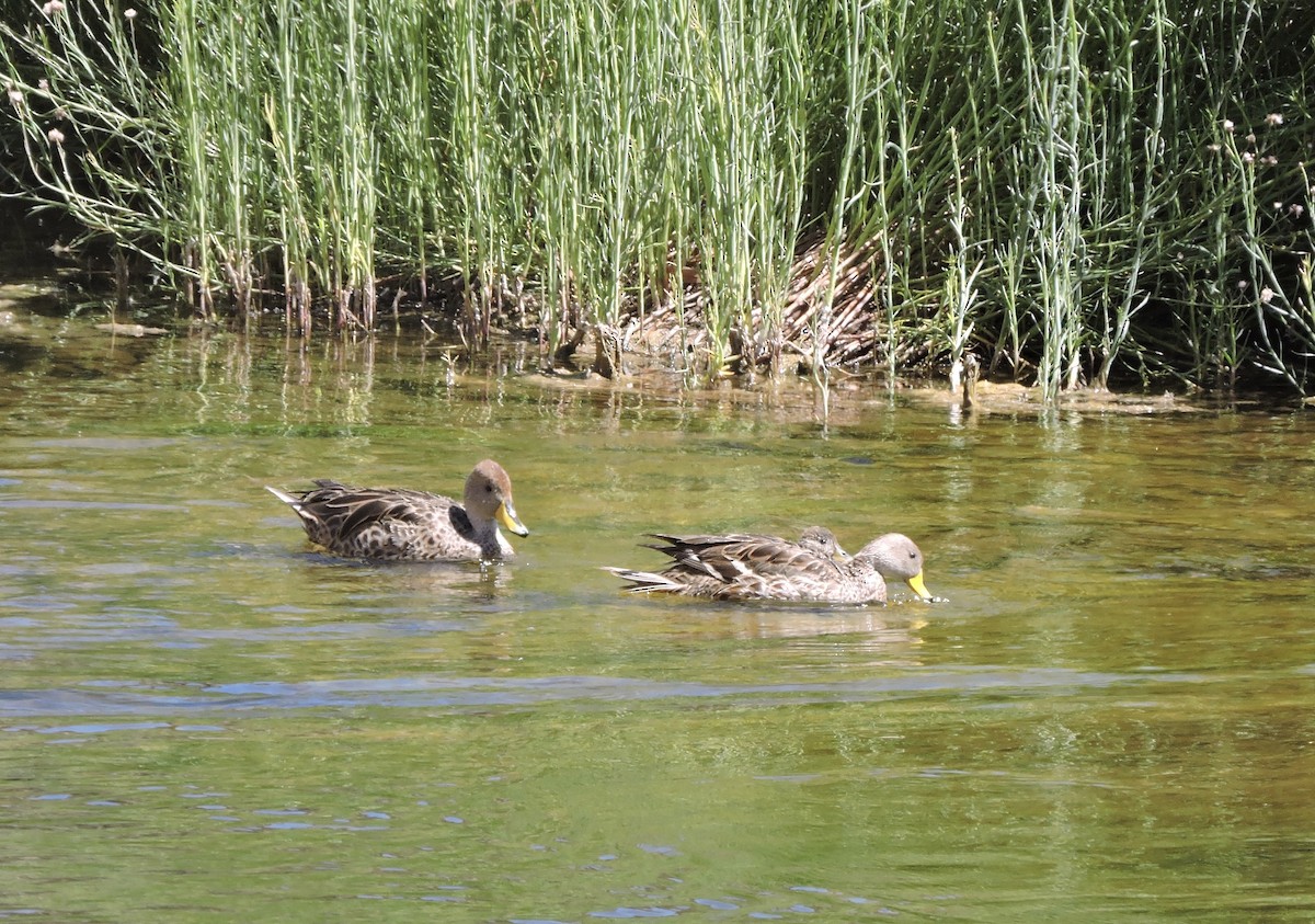 Yellow-billed Pintail - ML647156036