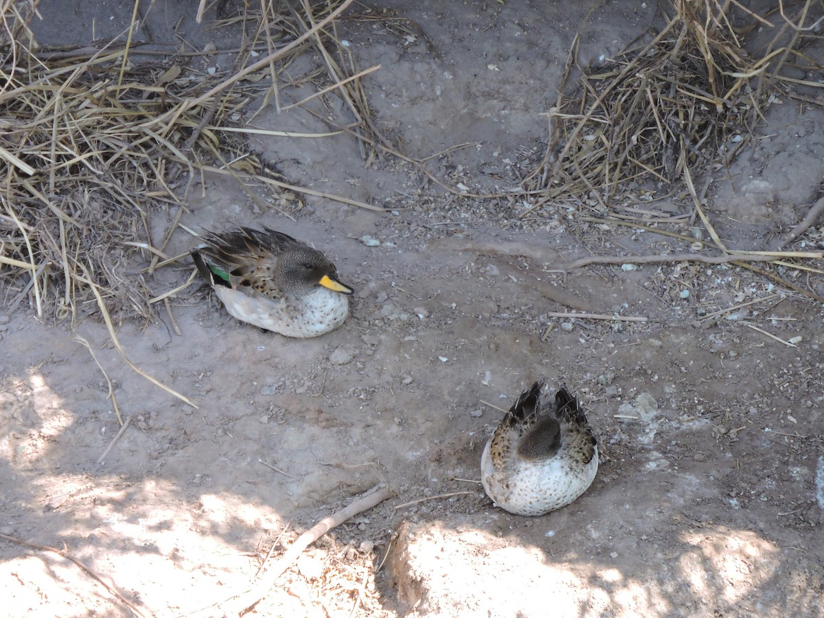 Yellow-billed Teal (oxyptera) - ML647156042