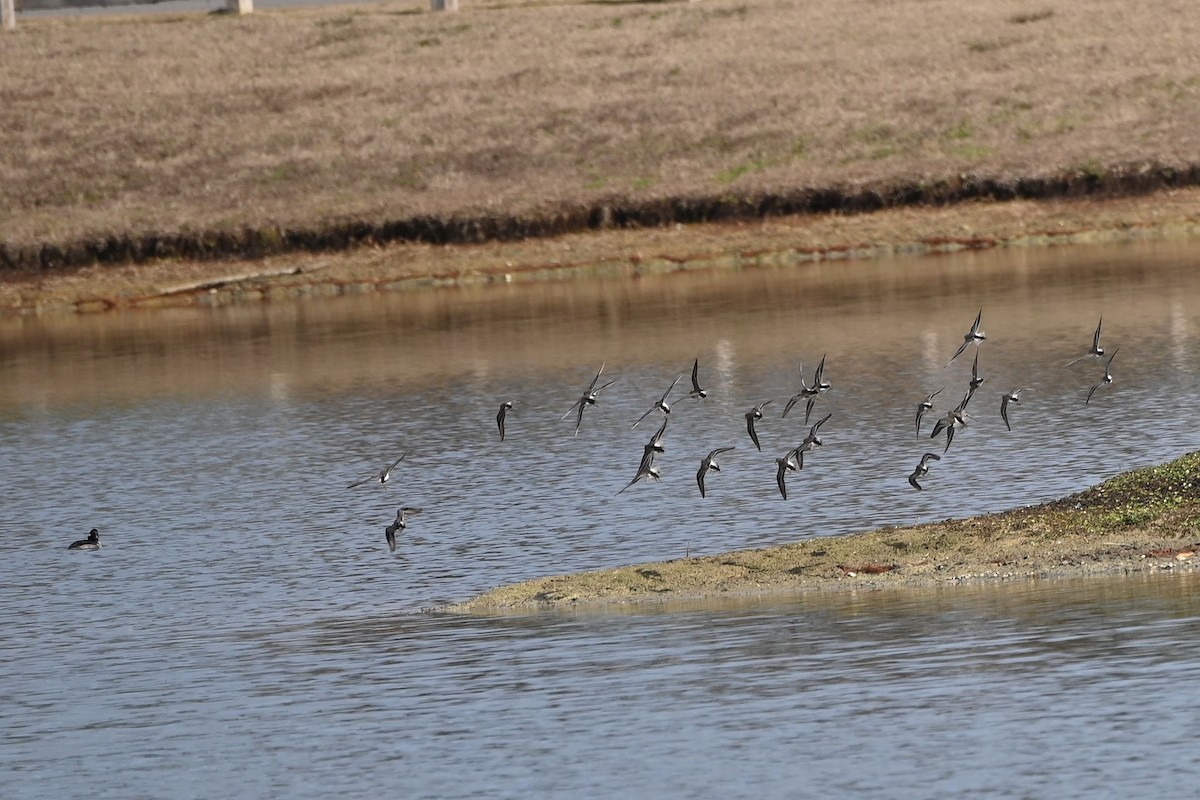 Least Sandpiper - ML647156043