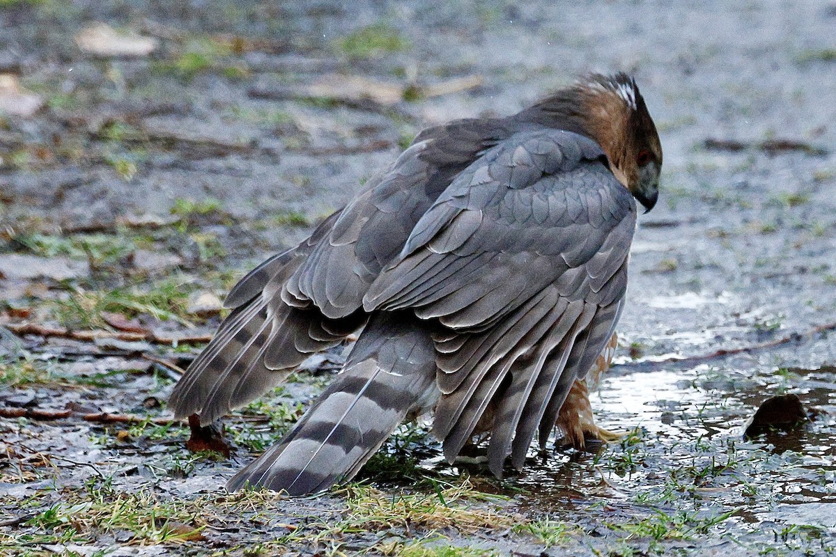 Cooper's Hawk - ML647156048