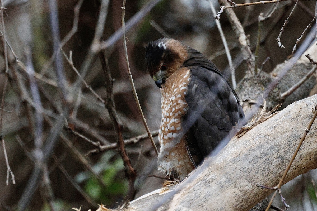 Cooper's Hawk - ML647156049