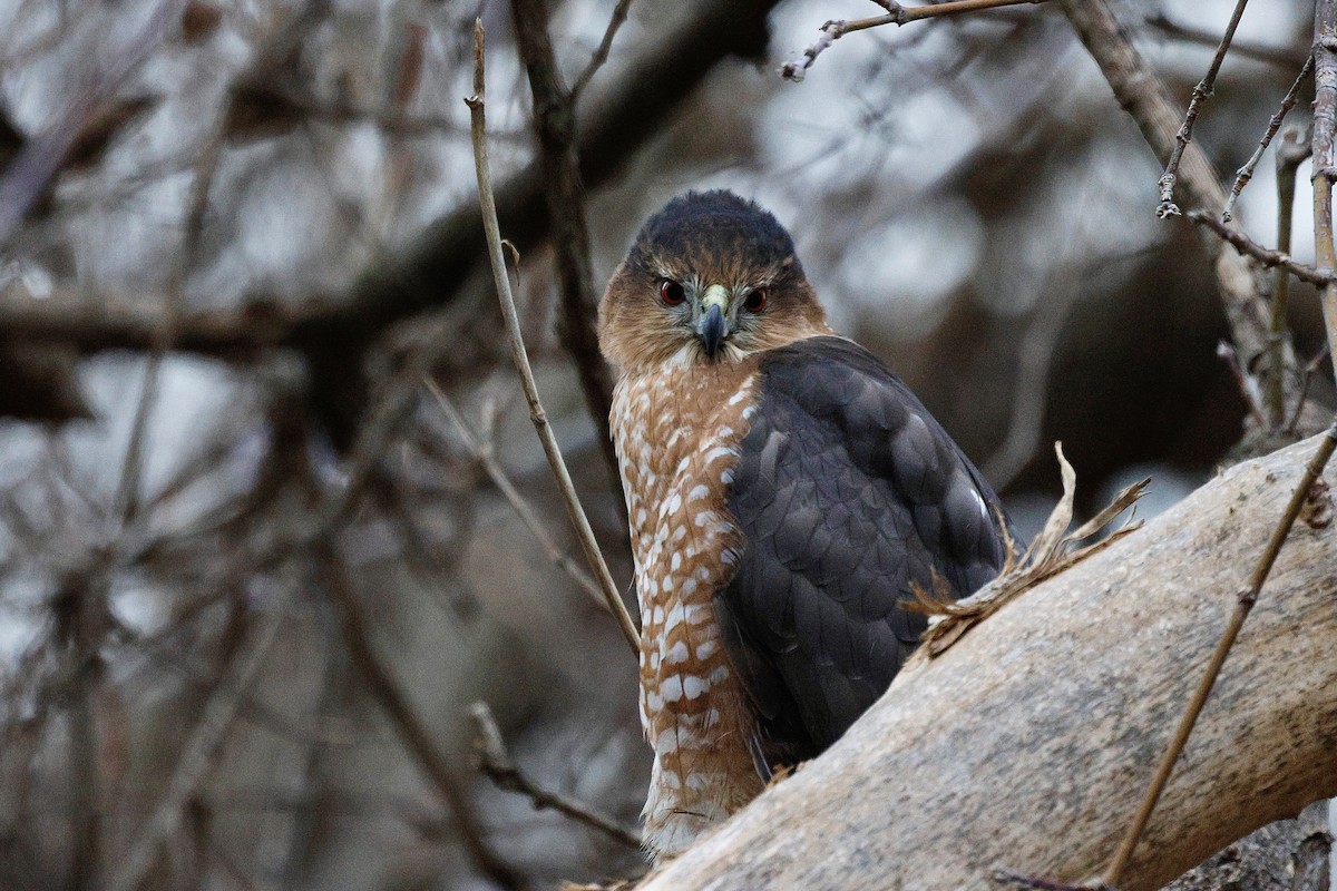 Cooper's Hawk - ML647156050