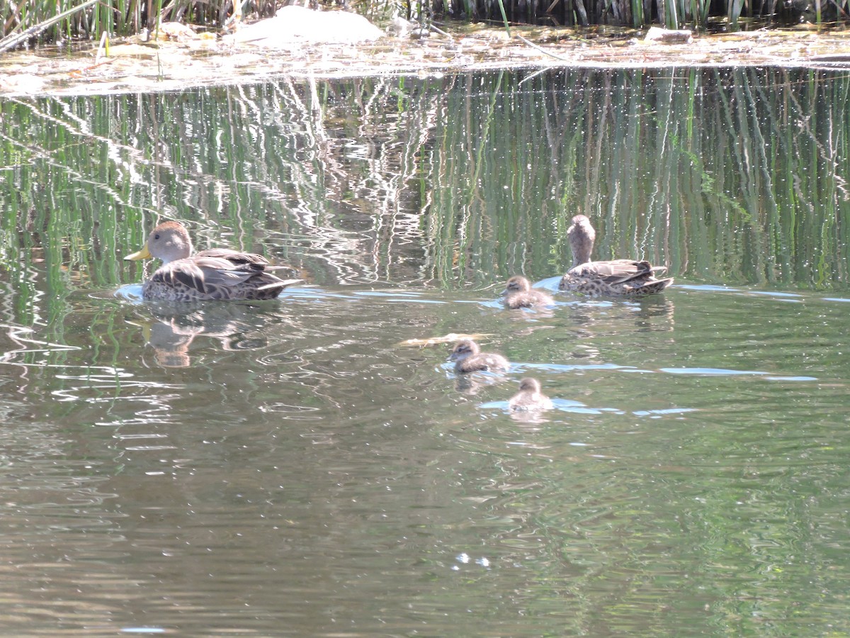 Yellow-billed Pintail - ML647156061