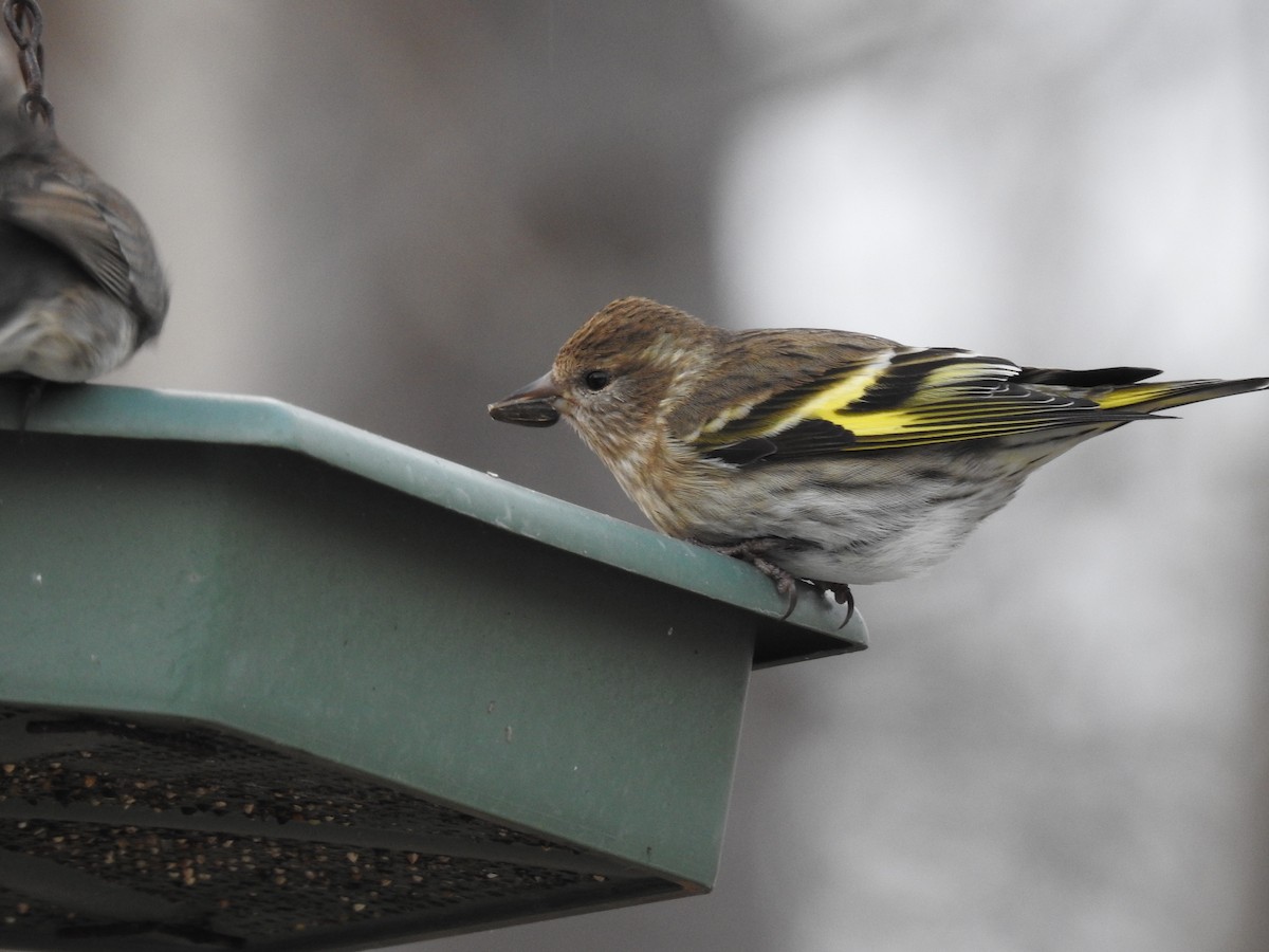 Pine Siskin - ML647156069