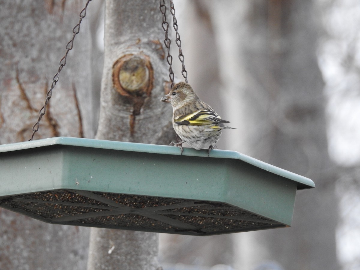 Pine Siskin - ML647156070