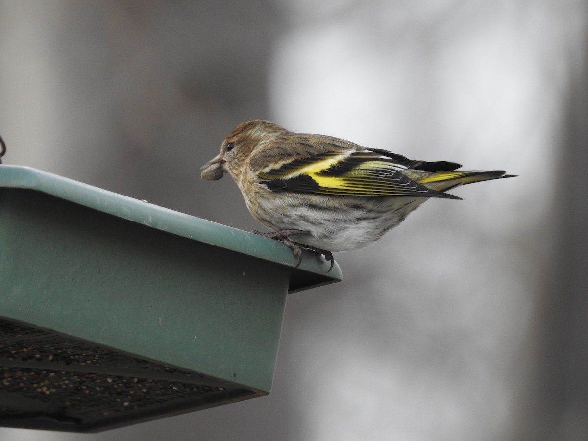 Pine Siskin - ML647156071