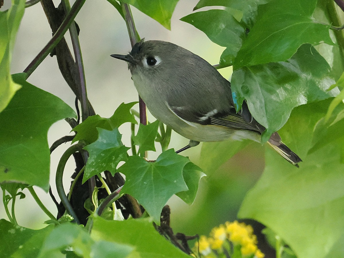 rubinfuglekonge - ML647156073