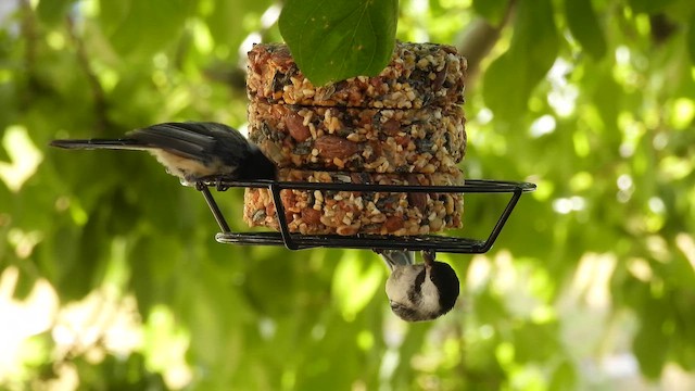 Black-capped Chickadee - ML647156075